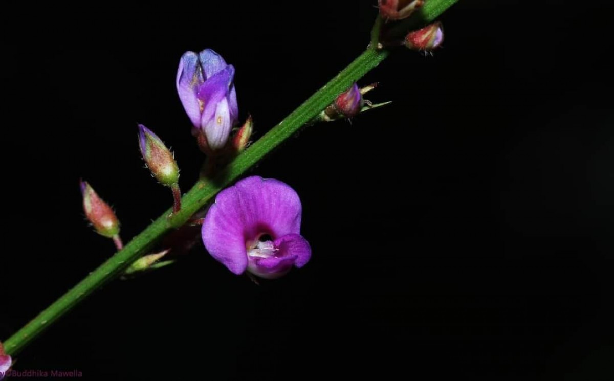 Tadehagi triquetrum (L.) H.Ohashi